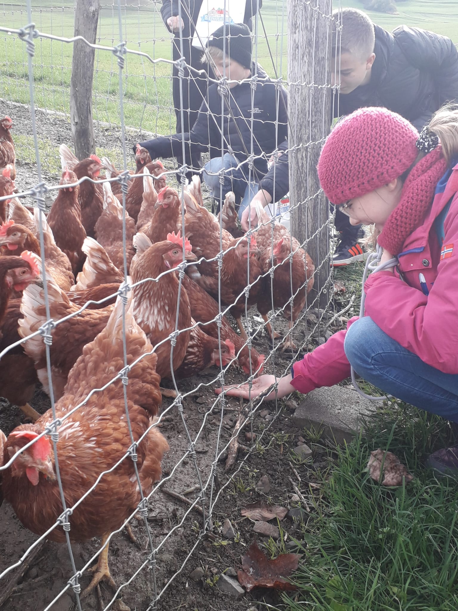 Read more about the article Klasse 6c auf den Spuren des Huhns-<br>Besuch auf dem Steinefurthof